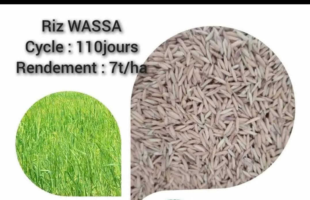 Wassa